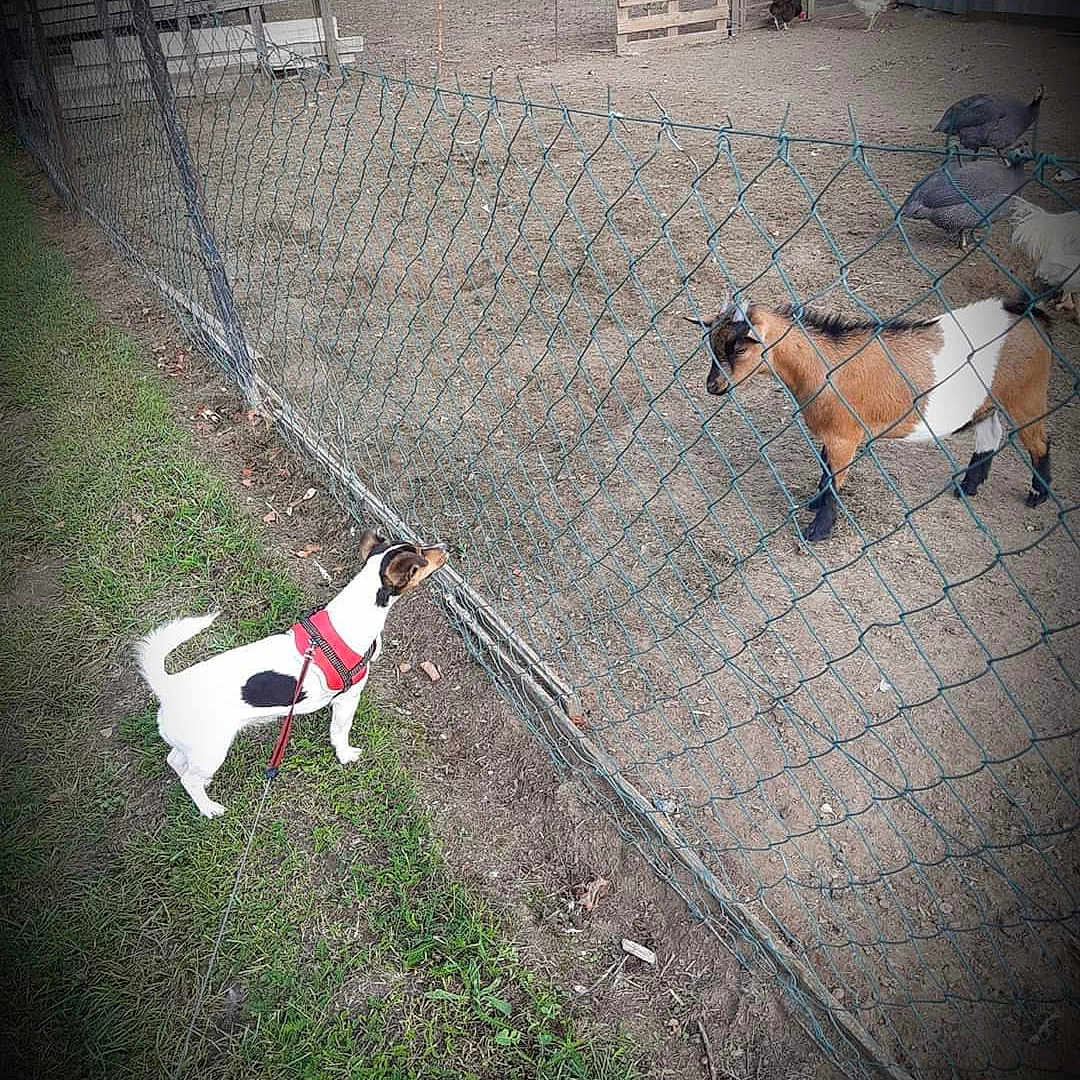Molly a rejoint le concours — aidez-le/la à gagner de superbes lots ! accessories, animal, antelope, backyard, bird, canine, chicken, den, dog, fence, fowl, goat, indoors, nature, outdoors, pet, playarea, poultry, strap, yard