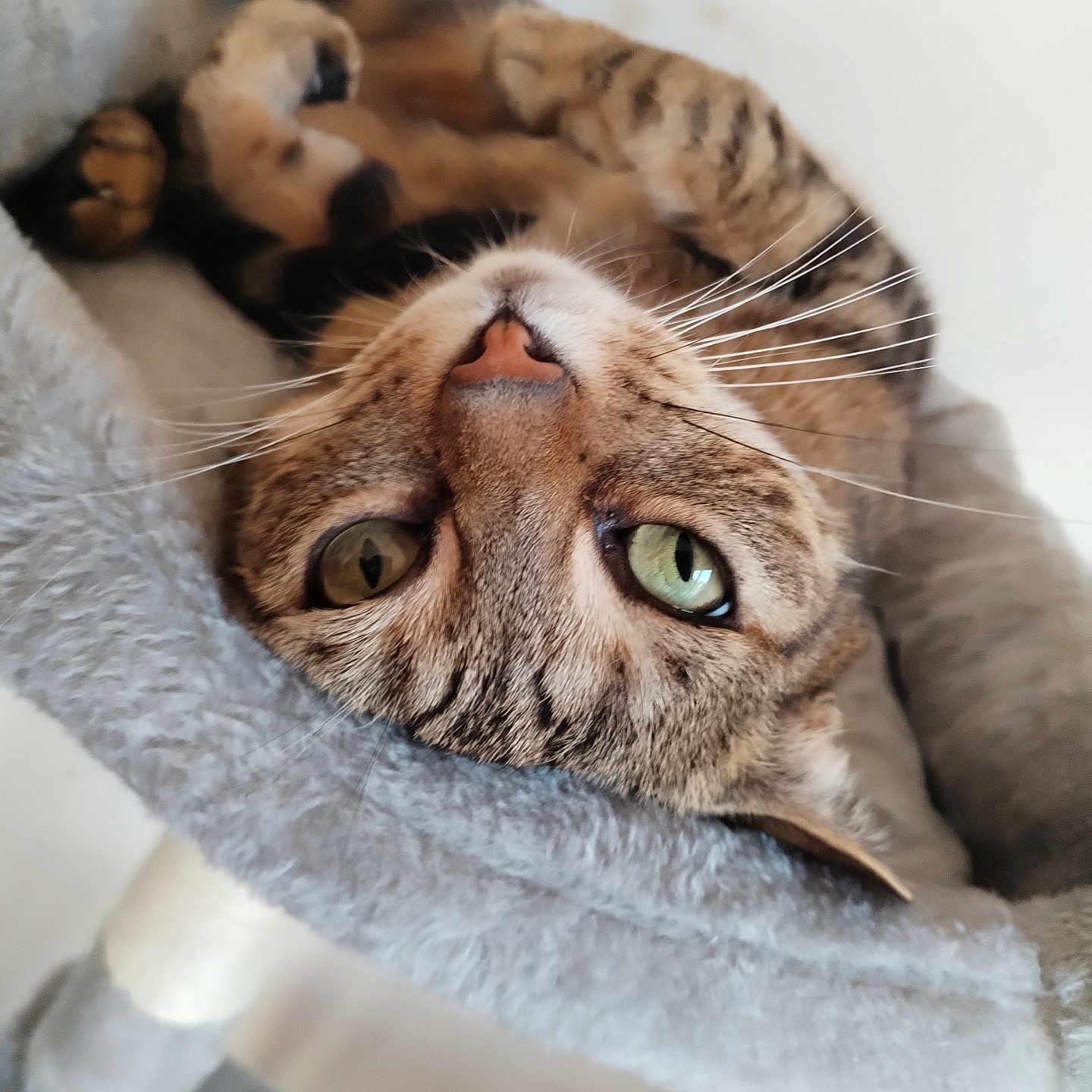 Louna