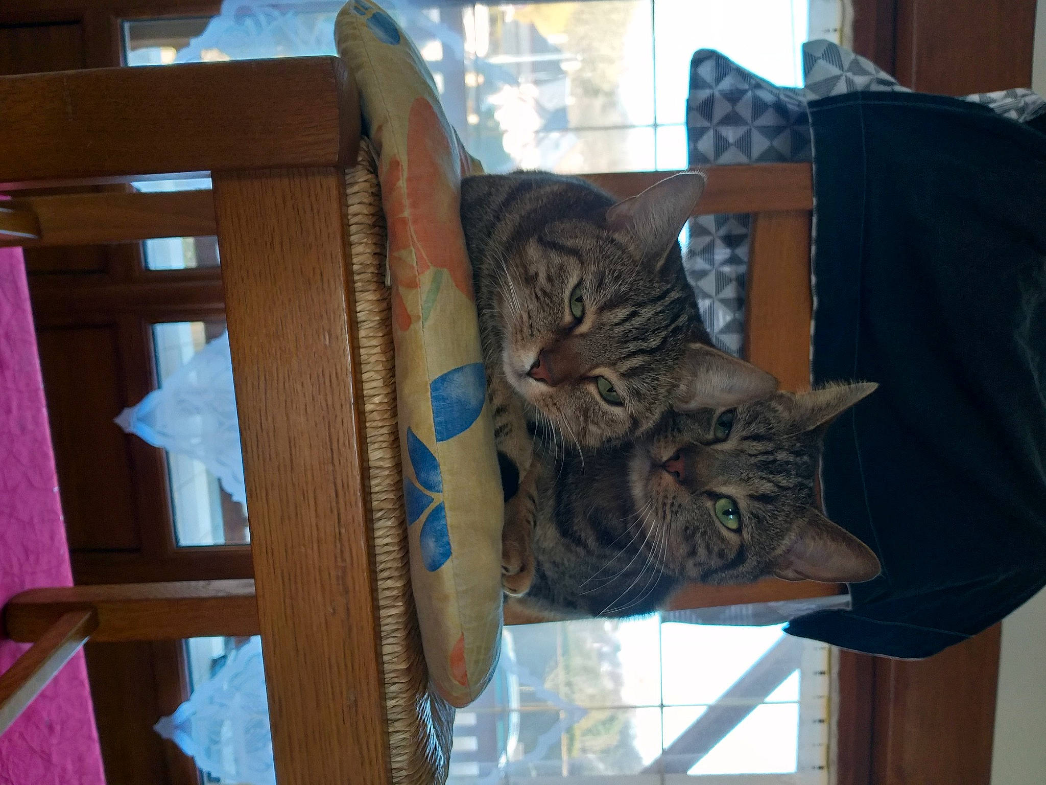 Filou participe au concours pour gagner de l'argent avec cette photo : carnivore, cat, cat_supply, comfort, domestic_short_haired_cat, felidae, fur, hardwood, pattern, pet_supply, room, small_to_medium_sized_cats, snout, tail, textile, tree, whiskers, window, wood, wood_stain