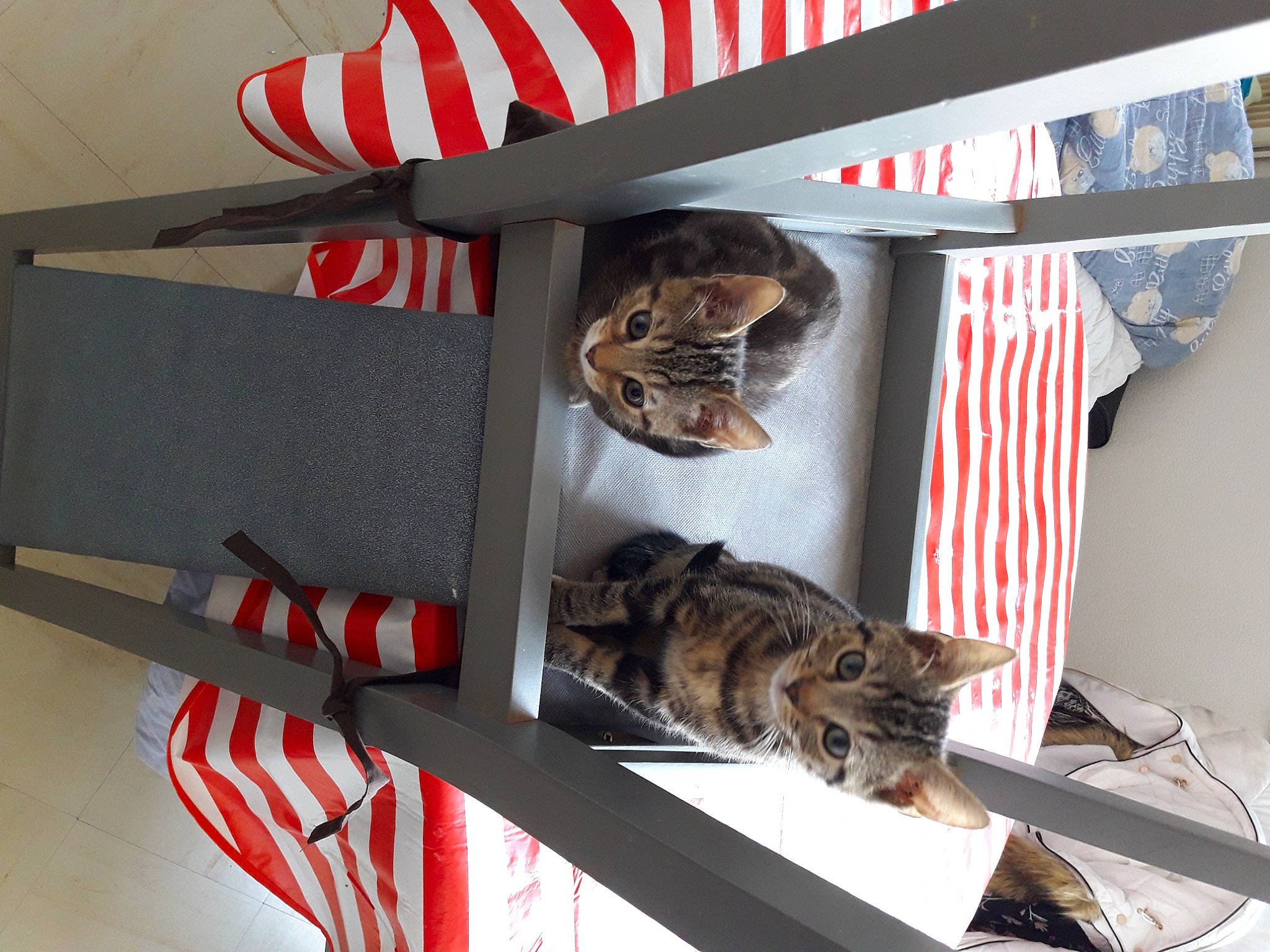 Filou a rejoint le concours — aidez-le/la à gagner de superbes lots ! carnivore, cat, domestic_short_haired_cat, felidae, flag_of_the_united_states, fur, hat, interior_design, mammal, room, shelf, shelving, small_to_medium_sized_cats, tail, tree, vertebrate, whiskers