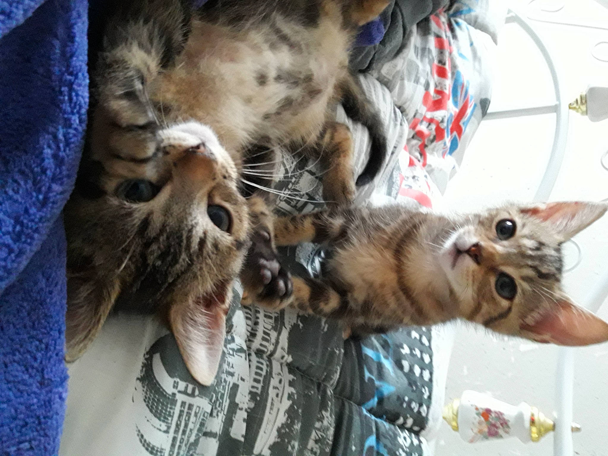 Filou participe au concours pour gagner de l'argent avec cette photo : blue, carnivore, cat, claw, domestic_short_haired_cat, event, fawn, felidae, fur, mammal, paw, small_to_medium_sized_cats, snout, tail, tree, whiskers