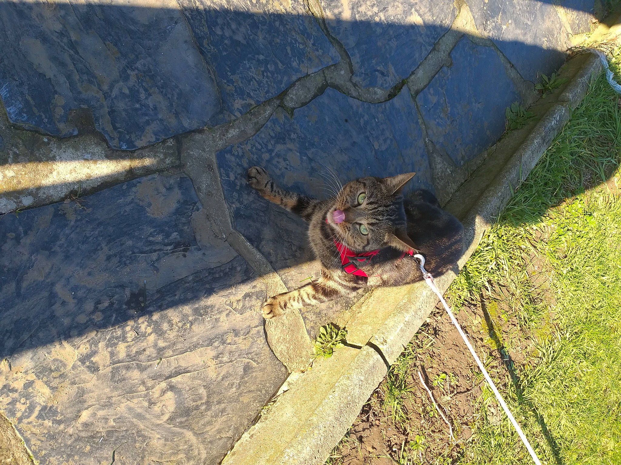 Filou a rejoint le concours — aidez-le/la à gagner de superbes lots ! asphalt, automotive_tire, carnivore, concrete, fawn, felidae, grass, landscape, leash, plant, road_surface, shadow, sidewalk, small_to_medium_sized_cats, soil, sporting_group, tail, terrestrial_animal, tree, wood