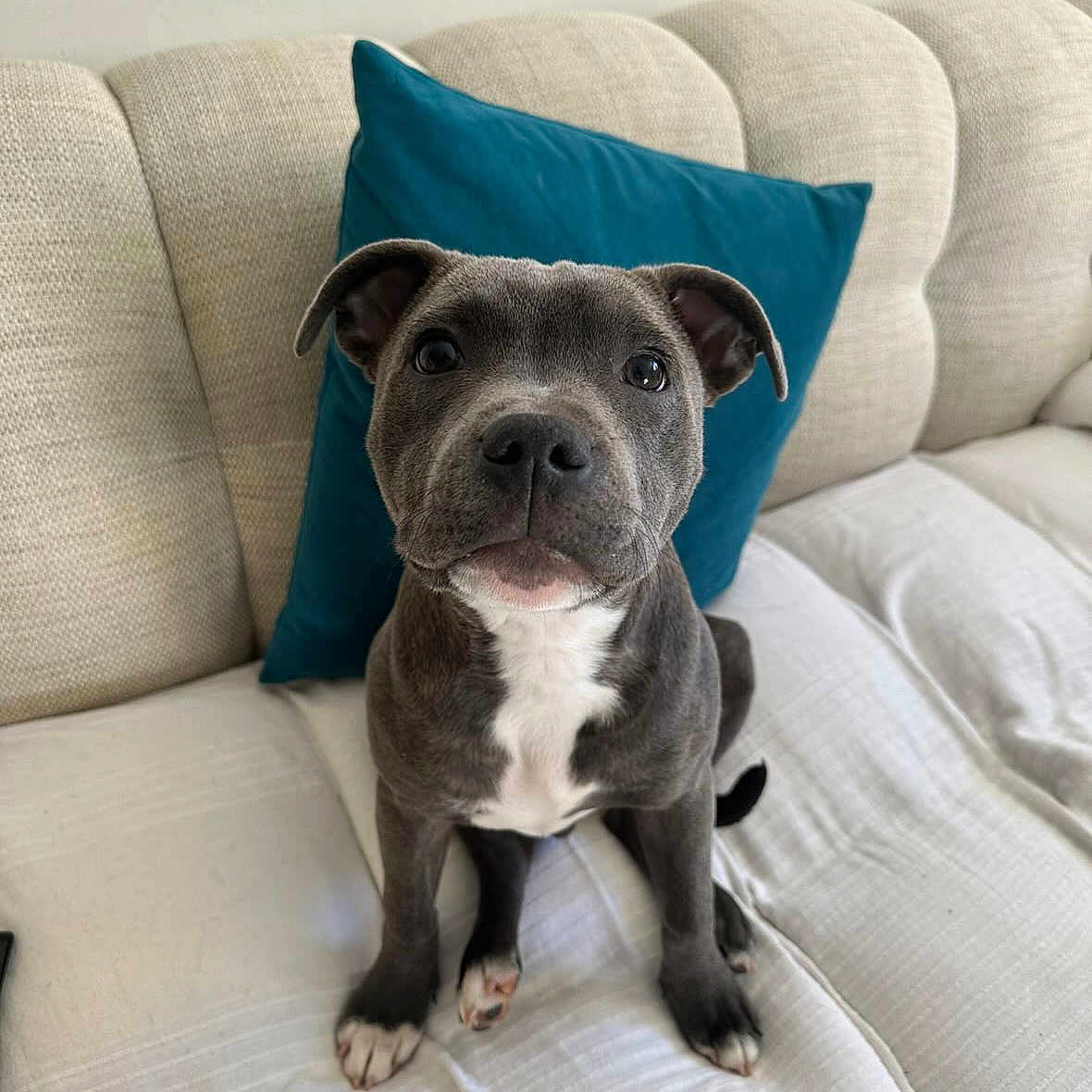 Aïko participe au concours pour gagner de l'argent avec cette photo : animal, blanket, bulldog, canine, couch, cushion, dog, furniture, homedecor, pet, pillow, pitbull, puppy, snout