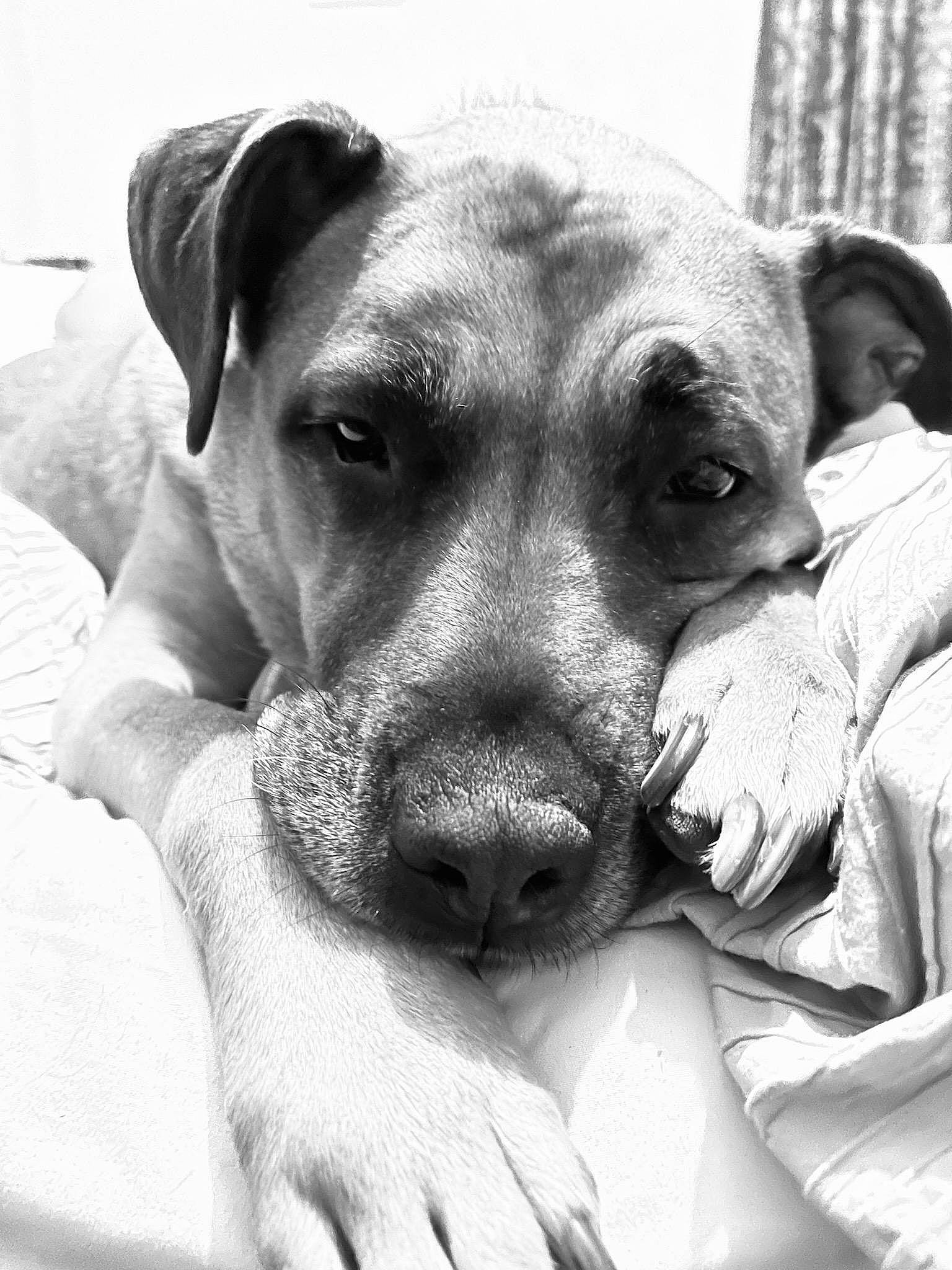 Peanut Buddy Leclere is registered to the contest to win money with this photo: black, black_and_white, carnivore, comfort, companion_dog, dog, dog_breed, ear, fawn, gesture, grey, jaw, monochrome, monochrome_photography, snout, style, whiskers, white, working_animal, wrinkle