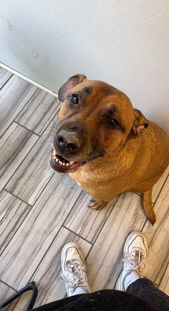 Peanut Buddy Leclere is registered to the contest to win money with this photo: canidae, carnivore, companion_dog, dog, dog_breed, fawn, footwear, hardwood, liver, pet_supply, selfie, shoe, smile, sneakers, snout, sporting_group, walking_shoe, whiskers, wood, working_animal