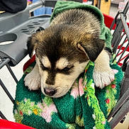 Nova is registered to the contest to win money with this photo: puppy, dog, shopping_cart, blanket, hoodie, paw, fur, sleeping, cute, close_up, grocery_store, produce, aisle, retail, cart, nose, eye, pet, cozy, snout