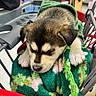 aisle, blanket, cart, close_up, cozy, cute, dog, eye, fur, grocery_store, hoodie, nose, paw, pet, produce, puppy, retail, shopping_cart, sleeping, snout