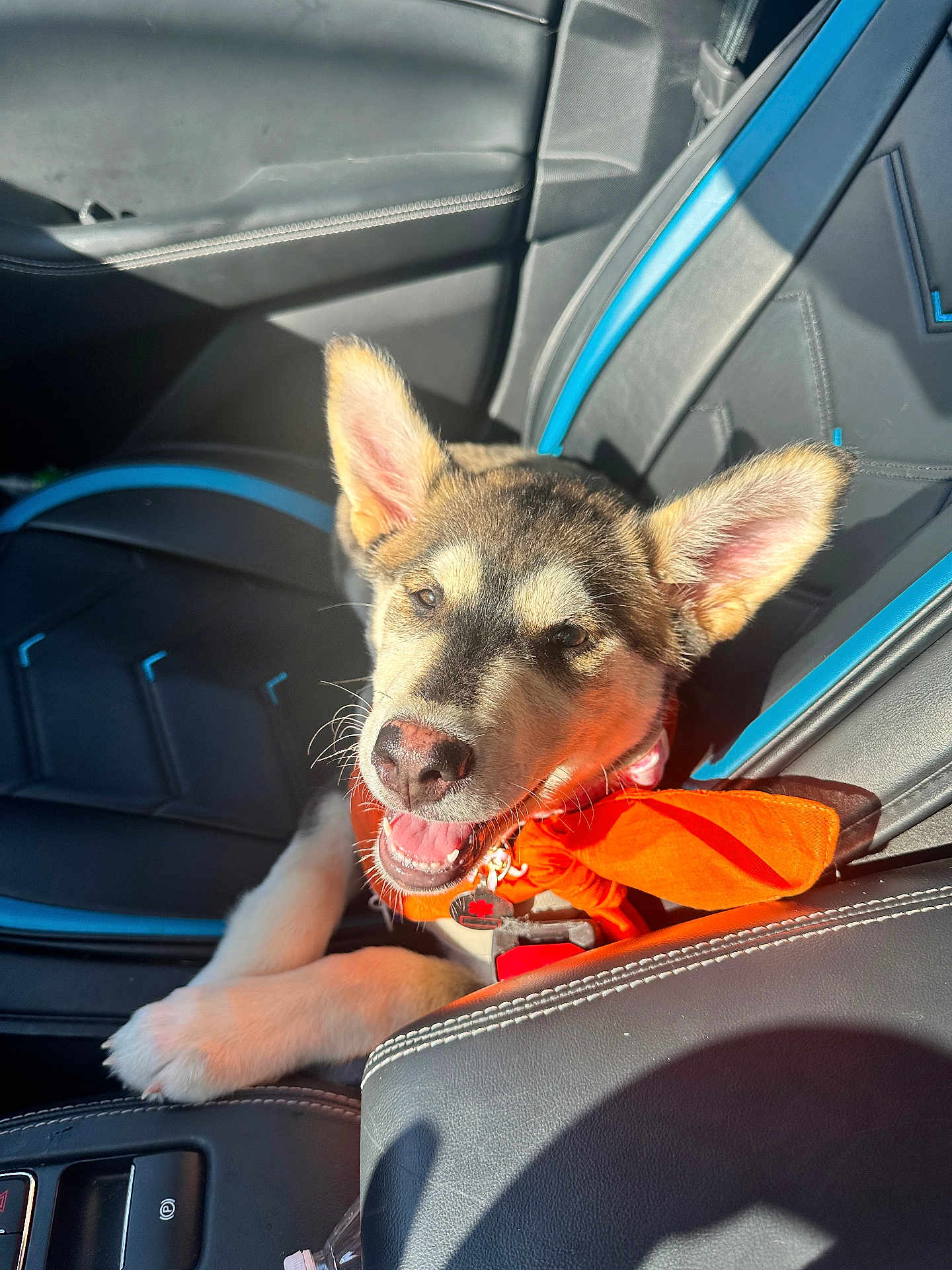 Nova is registered to the contest to win money with this photo: dog, puppy, car_interior, car_seat, bandana, orange_bandana, tongue_out, ears_up, paw, collar, seat, console, sunlight, shadow, leather_seat, happy, smiling, portrait, close_up, pet