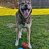Koda joined the competition — help win amazing prizes! backyard, basketball, close_up, collar, dog, dog_tag, fence, grass, happy_dog, husky_malamute, muzzle, paws, pet, playful, portrait, smiling, sunlight, tennis_ball, tongue_out, toy