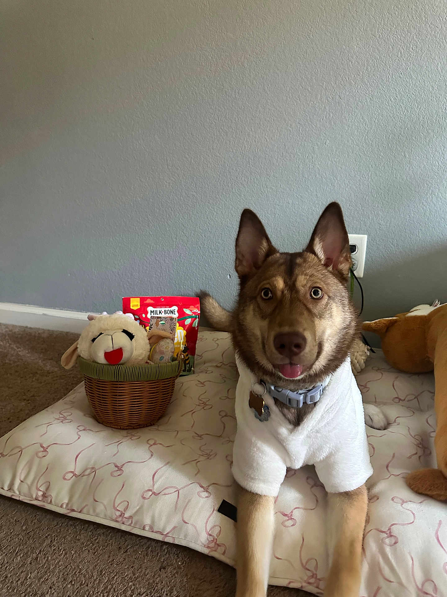 Koda joined the competition — help win amazing prizes! dog, pet, indoor, cushion, bed, plush_toy, wicker_basket, treats, milk_bone, collar, dog_tag, tongue_out, alert_ears, fur, carpet, wall, outlet, happy, portrait, sitting