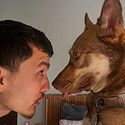 Koda joined the competition — help win amazing prizes! bedroom, close_up, collar, dog, dog_tag, ears, eyes, face, hands, headboard, human_profile, indoor, interaction, man, nose, pet, pillow, playful, stare, tongue_out