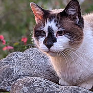 Bonnie joined the competition — help win amazing prizes! animal, cat, close_up, ears, eyes, face, feline, flower, fur, greenery, mammal, nature, outdoor, pet, portrait, quiet, resting, stone, texture, whiskers