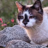 animal, cat, close_up, ears, eyes, face, feline, flower, fur, greenery, mammal, nature, outdoor, pet, portrait, quiet, resting, stone, texture, whiskers