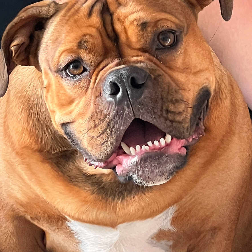 Vinny joined the competition — help win amazing prizes! dog, brown_dog, white_chest, smiling, pet, canine, close_up, portrait, happy, teeth, ears, fur, animal, friendly, looking_at_camera, indoor, cute, companion, mammal, face