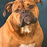 dog, brown_dog, pet, animal, portrait, close_up, canine, mammal, sitting, ears, fur, white_patch, face, expression, indoor, teal_background, looking_forward, calm, large_dog, domestic_animal