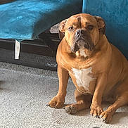 Vinny is registered to the contest to win money with this photo: dog, brown_dog, carpet, indoor, furniture, blue_furniture, sock, pet, animal, canine, sitting, looking, floor, home, domestic, cute, portrait, companion, relaxed, paw