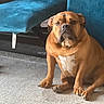 dog, brown_dog, carpet, indoor, furniture, blue_furniture, sock, pet, animal, canine, sitting, looking, floor, home, domestic, cute, portrait, companion, relaxed, paw
