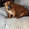 Vinny is registered to the contest to win money with this photo: dog, brown, couch, indoor, pet, canine, furniture, relaxed, seated, looking, white_chest, ears, eyes, snout, paw, living_room, cozy, home, fur, companion