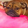 Vinny joined the competition — help win amazing prizes! dog, brown_dog, close_up, resting, pink_pillow, indoor, pet, canine, sleepy, cozy, face, portrait, animal, fur, ears, expression, home, couch, blanket, relaxed