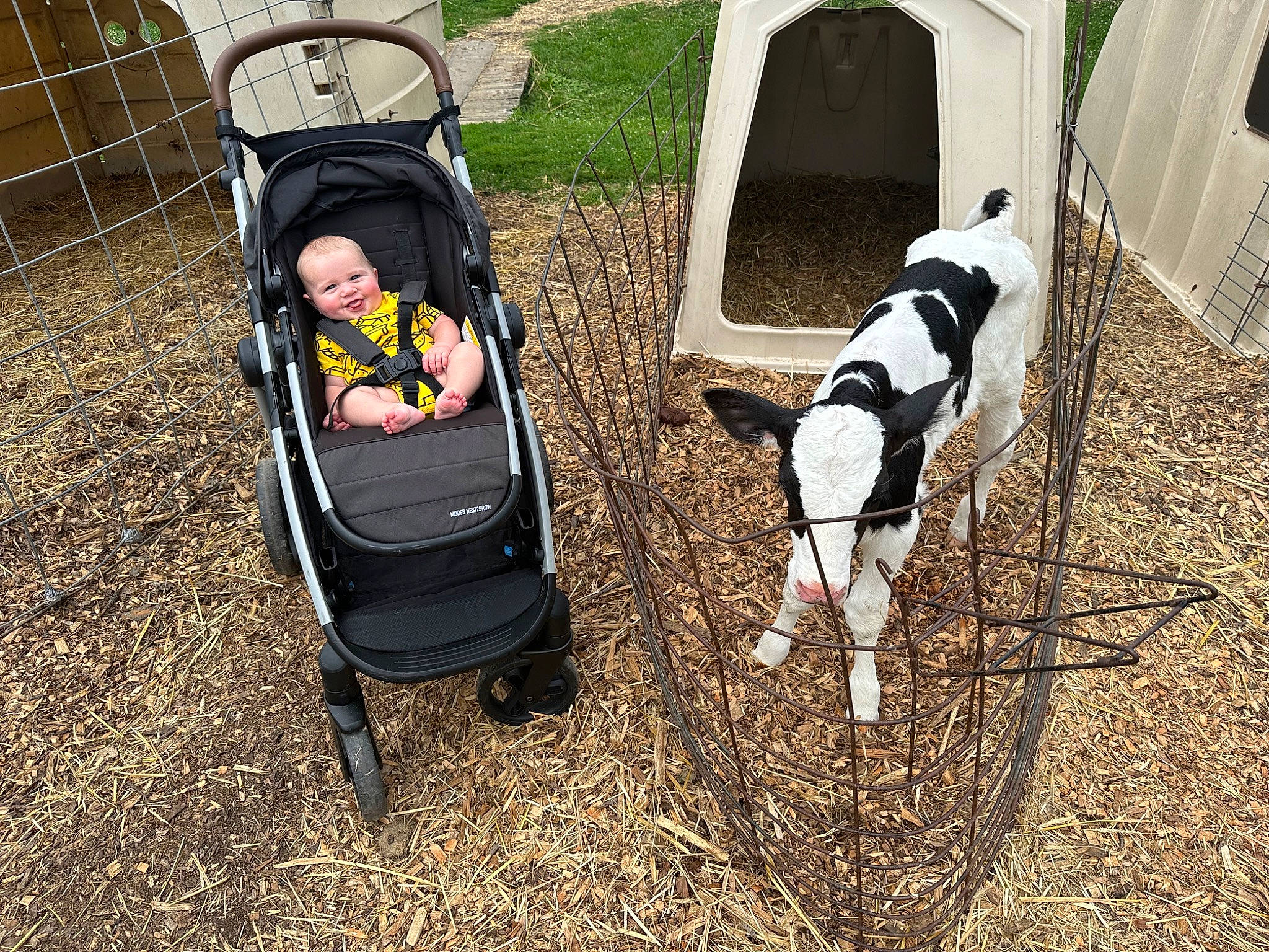 Clyde joined the competition — help win amazing prizes! baby, baby_carriage, baby_products, canidae, chair, comfort, dog_breed, grass, green, joy, leisure, livestock, people_in_nature, person, personal_protective_equipment, plant, sitting, sporting_group, tire, toddler