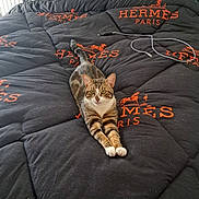 Cookie participe au concours pour gagner de l'argent avec cette photo : cat, tabby, bed, blanket, hermes_paris, lacoste, pillow, charging_cable, indoor, pet, feline, stretching, looking_at_camera, black_blanket, striped_cat, domestic_cat, resting, cozy, furniture, home