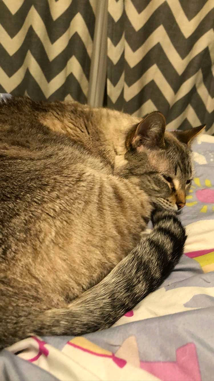 Gideon is registered to the contest to win money with this photo: carnivore, cat, comfort, domestic_short_haired_cat, fawn, felidae, flooring, fur, linens, nap, room, sleep, small_to_medium_sized_cats, snout, tail, terrestrial_animal, tree, whiskers, wildlife, wood