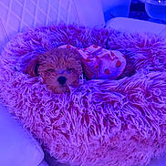 Winnie is registered to the contest to win money with this photo: puppy, dog, pet, sleeping, fluffy_bed, pink_bed, curly_hair, couch, white_couch, indoor, cozy, cute, small_dog, outfit, strawberry_pattern, fur, resting, home, animal, soft_texture