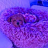 puppy, dog, pet, sleeping, fluffy_bed, pink_bed, curly_hair, couch, white_couch, indoor, cozy, cute, small_dog, outfit, strawberry_pattern, fur, resting, home, animal, soft_texture
