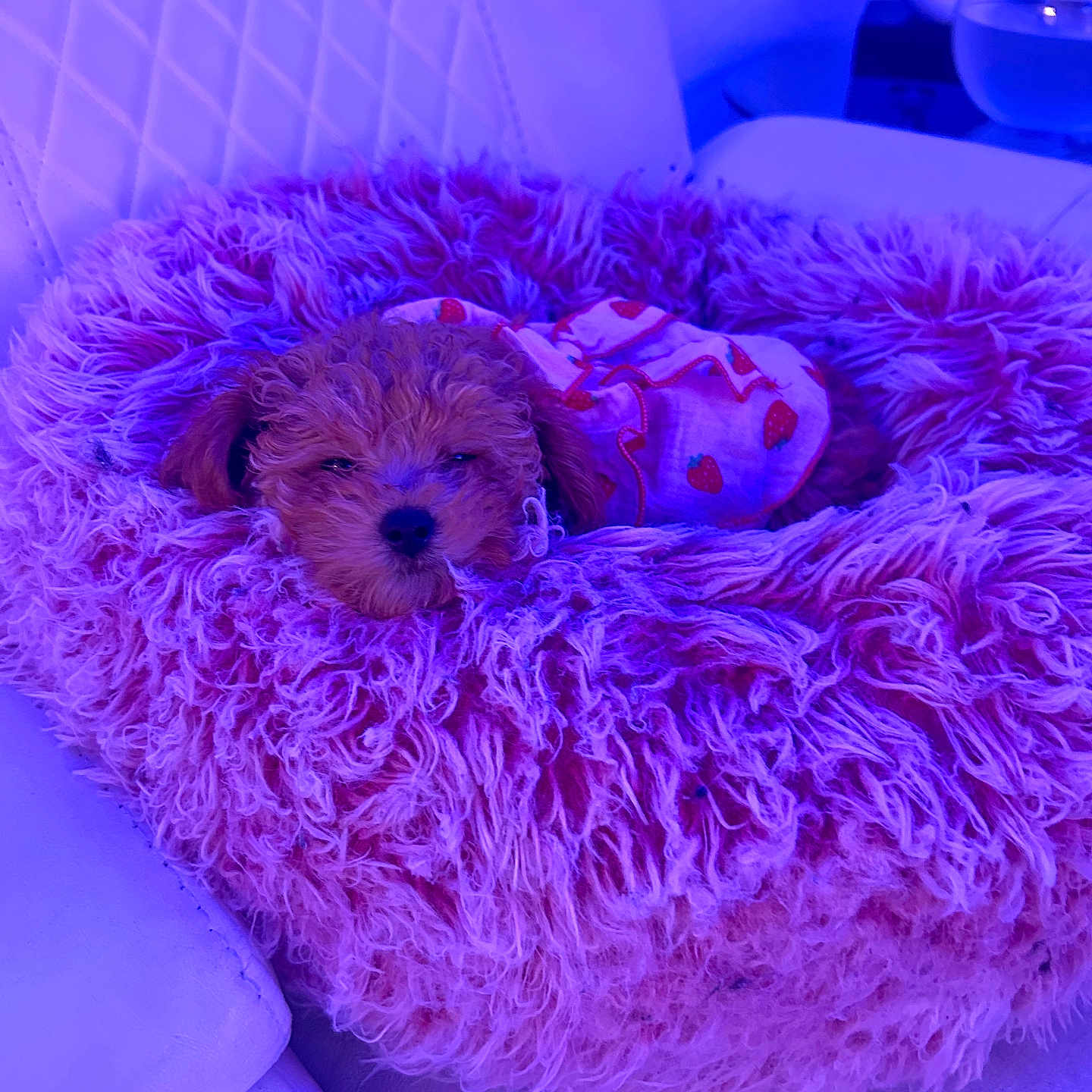 Winnie is registered to the contest to win money with this photo: puppy, dog, pet, sleeping, fluffy_bed, pink_bed, curly_hair, couch, white_couch, indoor, cozy, cute, small_dog, outfit, strawberry_pattern, fur, resting, home, animal, soft_texture