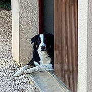Oscar a rejoint le concours — aidez-le/la à gagner de superbes lots ! dog, animal, pet, black_and_white, door, wall, pebbles, outdoor, relaxed, resting, threshold, concrete, curious, shaded, texture, quiet, calm, hidden, lounge, nature