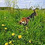 dog, beagle, grass, wildflowers, yellow_flowers, meadow, outdoor, nature, greenery, sky, clouds, pet, canine, sniffing, field, summer, flora, animal, playful, leash