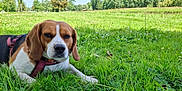 Orion participe au concours pour gagner de l'argent avec cette photo : dog, beagle, grass, meadow, flowers, outdoor, nature, greenery, pet, canine, harness, lying_down, sunlight, trees, sky, relaxed, animal, field, daytime, closeup