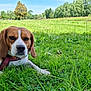 dog, beagle, grass, meadow, flowers, outdoor, nature, greenery, pet, canine, harness, lying_down, sunlight, trees, sky, relaxed, animal, field, daytime, closeup