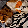 beagle, dog, sleeping, plush_toy, blanket, zebra_pattern, pet, cozy, fur, close_up, resting, indoors, cute, animal, snuggled, soft, relaxation, companion, brown, white