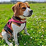 dog, beagle, pet, animal, outdoor, grass, field, flowers, daisies, greenery, sunlight, nature, canine, sitting, collar, harness, closeup, daytime, mammal, cute