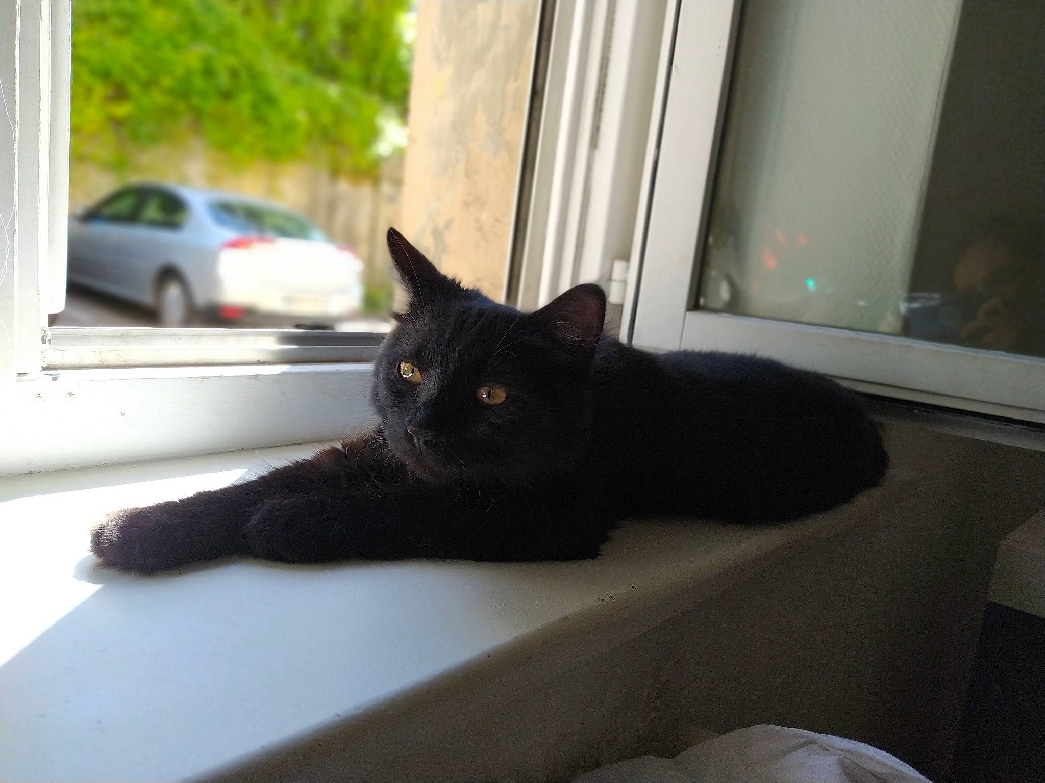 Ramsès participe au concours pour gagner de l'argent avec cette photo : black_cat, bombay, carnivore, cat, comfort, domestic_short_haired_cat, felidae, fur, grey, plant, room, sitting, small_to_medium_sized_cats, snout, tail, tints_and_shades, tree, whiskers, window, wood