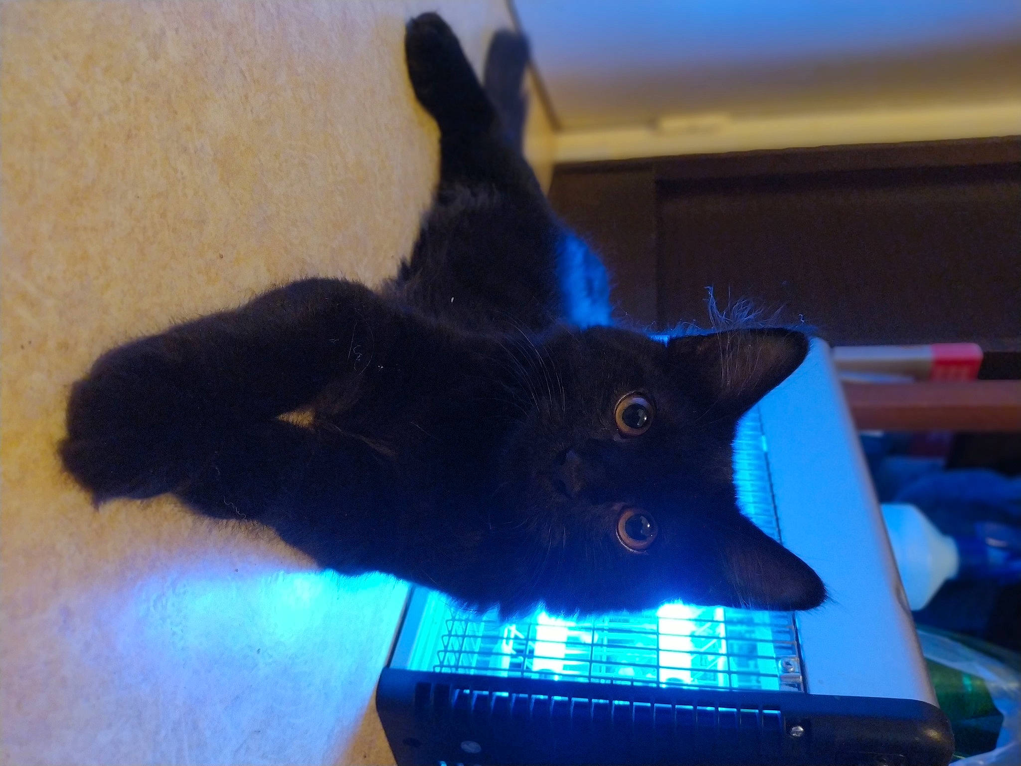 Ramsès a rejoint le concours — aidez-le/la à gagner de superbes lots ! black_cat, bombay, carnivore, cat, comfort, domestic_short_haired_cat, electric_blue, electronic_instrument, felidae, fur, musical_instrument, paw, small_to_medium_sized_cats, snout, tail, whiskers