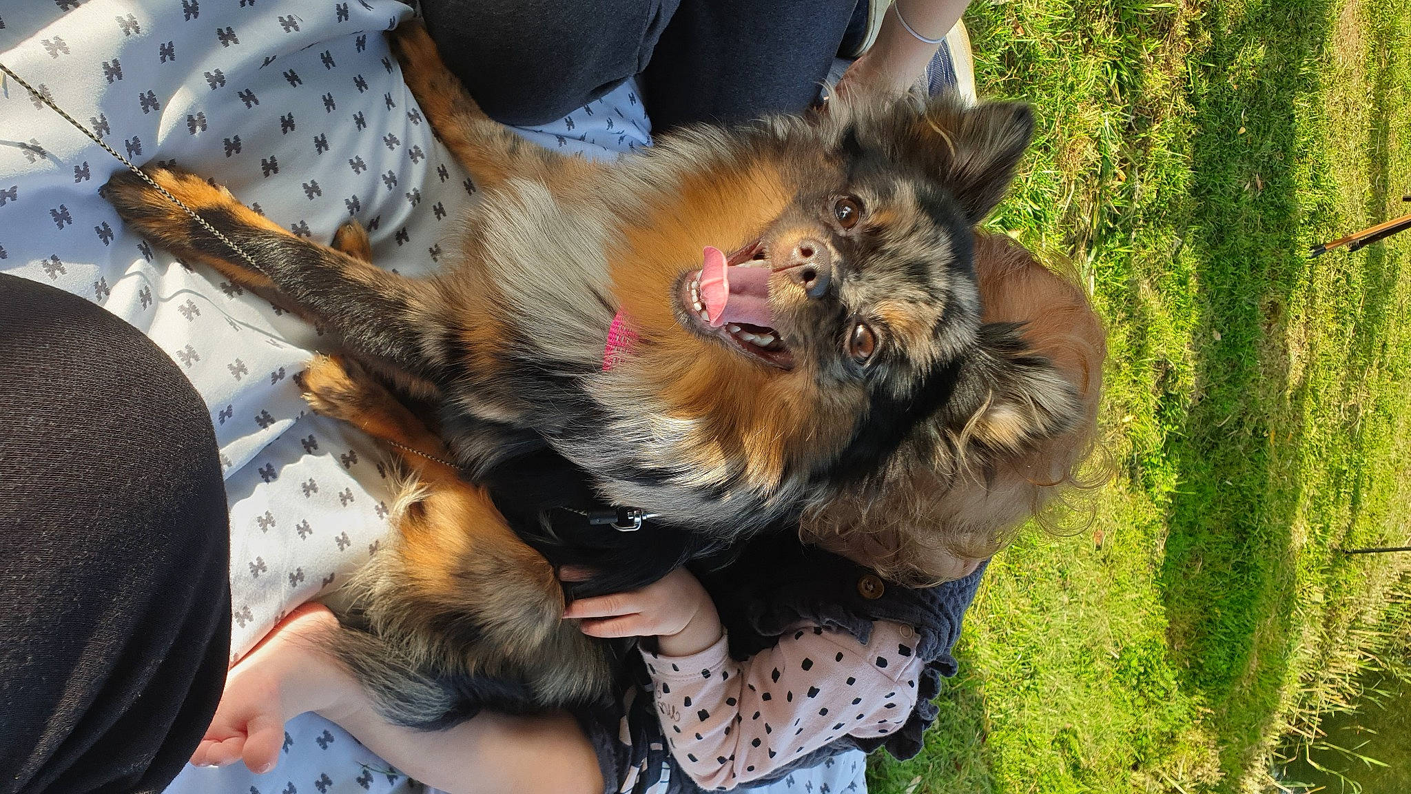 Smoothie participe au concours pour gagner de l'argent avec cette photo : canidae, carnivore, claw, companion_dog, dog, dog_breed, fawn, felidae, fur, grass, herding_dog, paw, pomeranian, puppy, snout, sporting_group, terrier, toy_dog, whiskers, wildlife