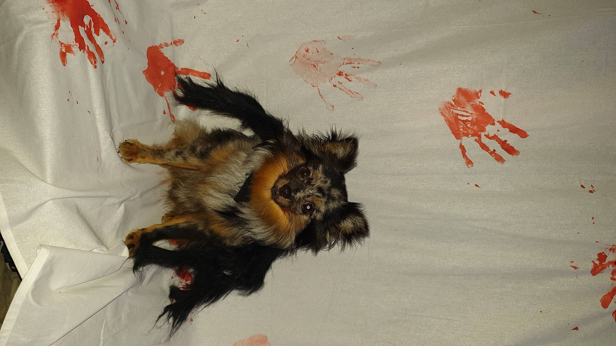 Smoothie participe au concours pour gagner de l'argent avec cette photo : art, arthropod, bat, canidae, carnivore, claw, creative_arts, dog_breed, drawing, fawn, felidae, fur, liver, painting, paw, small_to_medium_sized_cats, tail, terrestrial_animal, visual_arts