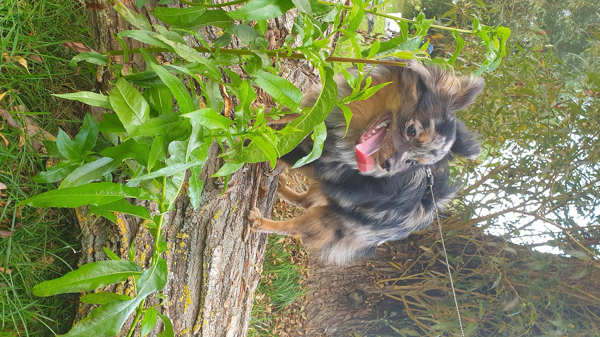 Smoothie a rejoint le concours — aidez-le/la à gagner de superbes lots ! branch, carnivore, dog, dog_breed, domestic_short_haired_cat, fawn, felidae, forest, grass, jungle, plant, small_to_medium_sized_cats, tail, terrestrial_plant, tree, trunk, twig, whiskers, wildlife, wood