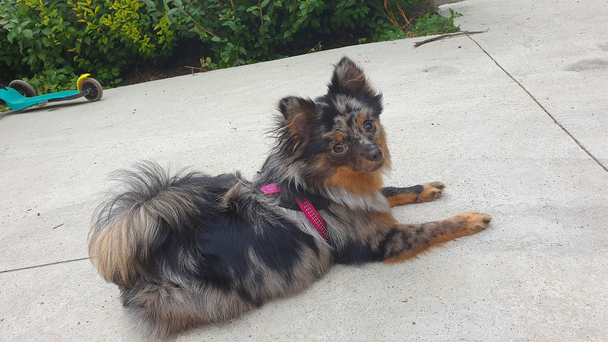 Smoothie participe au concours pour gagner de l'argent avec cette photo : asphalt, carnivore, collar, companion_dog, dog, dog_breed, fawn, fur, grass, herding_dog, old_german_shepherd_dog, paw, plant, road_surface, snout, sporting_group, tail, terrier, water_dog, working_animal