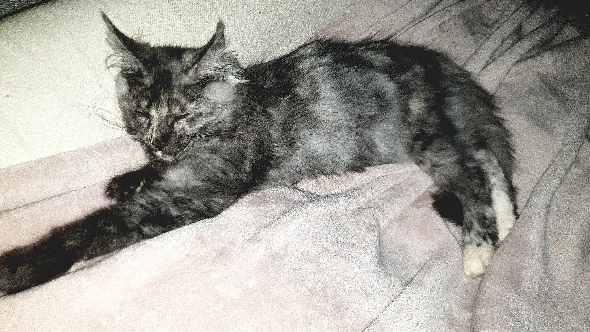 Sybelle a rejoint le concours — aidez-le/la à gagner de superbes lots ! carnivore, cat, claw, comfort, domestic_short_haired_cat, ear, felidae, fur, monochrome, monochrome_photography, nap, paw, sitting, sleep, small_to_medium_sized_cats, snout, tail, whiskers