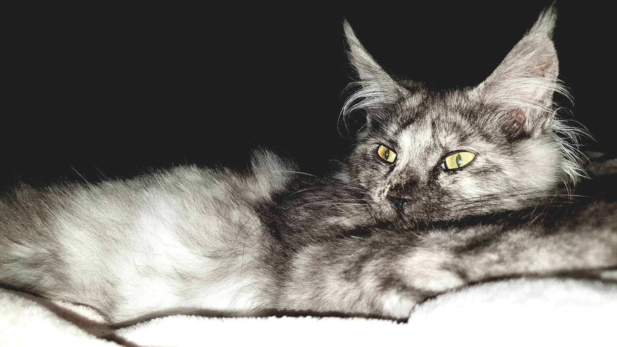 Sybelle a rejoint le concours — aidez-le/la à gagner de superbes lots ! black_cat, carnivore, cat, claw, darkness, domestic_short_haired_cat, eye, felidae, fur, illustration, iris, monochrome, monochrome_photography, paw, small_to_medium_sized_cats, snout, tail, whiskers, wildlife