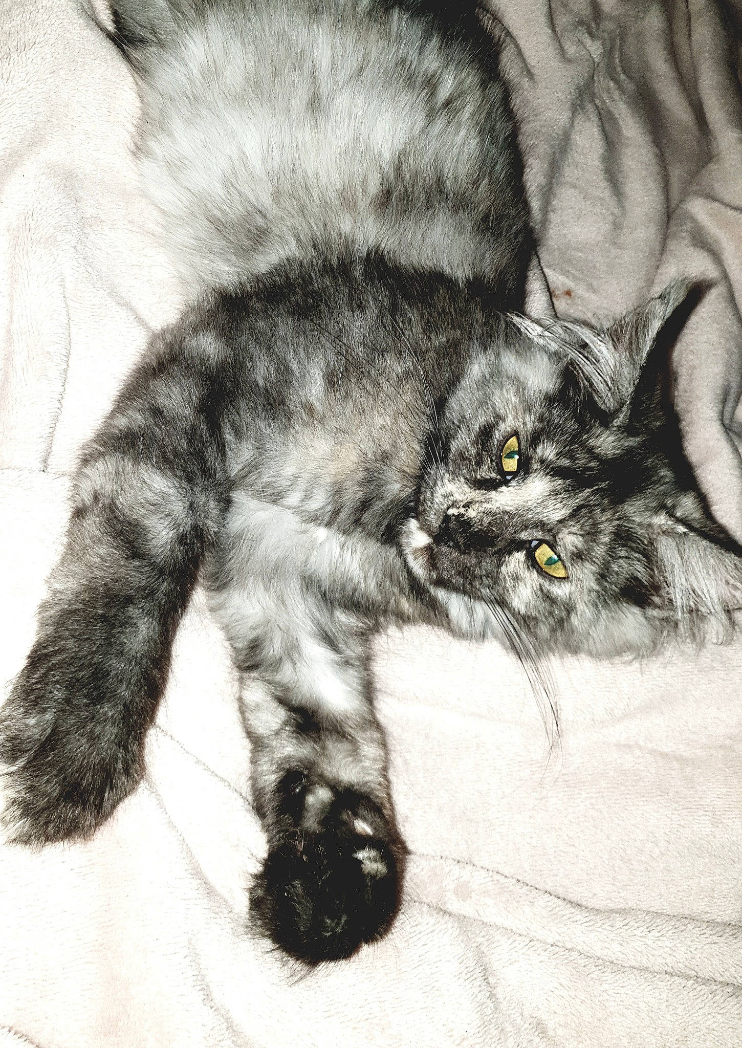 Sybelle a rejoint le concours — aidez-le/la à gagner de superbes lots ! art, carnivore, cat, claw, comfort, domestic_short_haired_cat, drawing, eye, felidae, fur, gesture, grey, illustration, painting, paw, small_to_medium_sized_cats, snout, tail, terrestrial_animal, whiskers