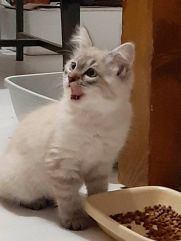 Smiley a rejoint le concours — aidez-le/la à gagner de superbes lots ! asian, asian_semi_longhair, british_semi_longhair, burmilla, carnivore, cat, colorpoint_shorthair, domestic_long_haired_cat, domestic_short_haired_cat, felidae, kitten, mammal, napoleon_cat, ragamuffin, ragdoll, small_to_medium_sized_cats, turkish_angora, turkish_van, vertebrate, whiskers