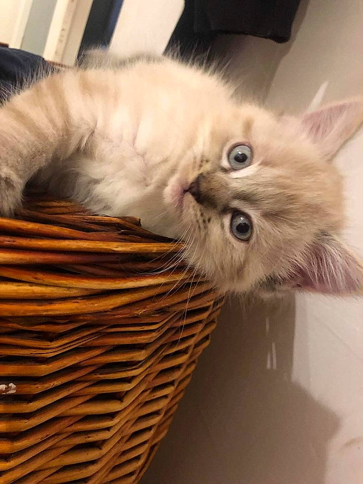 Smiley a rejoint le concours — aidez-le/la à gagner de superbes lots ! asian_semi_longhair, british_longhair, british_semi_longhair, carnivore, cat, domestic_long_haired_cat, fawn, felidae, fur, himalayan, kitten, mammal, munchkin, napoleon_cat, persian, ragamuffin, ragdoll, siberian, small_to_medium_sized_cats, whiskers