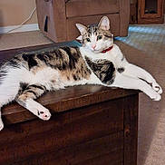 Spooky joined the competition — help win amazing prizes! alert, animal, carpet, cat, curious, domestic_cat, ears_up, furniture, home, indoor, living_room, pet, pink_nose, red_collar, relaxed, resting, striped_fur, tabby_cat, white_paws, wooden_table