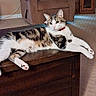 alert, animal, carpet, cat, curious, domestic_cat, ears_up, furniture, home, indoor, living_room, pet, pink_nose, red_collar, relaxed, resting, striped_fur, tabby_cat, white_paws, wooden_table