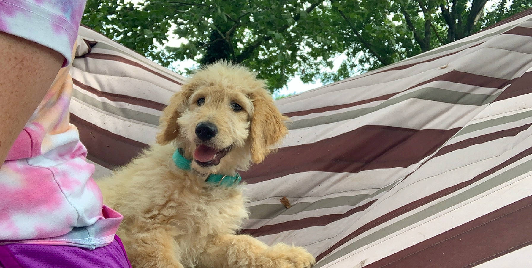 Clark joined the competition — help win amazing prizes! basset_fauve_de_bretagne, canidae, carnivore, cavapoo, cockapoo, companion_dog, dog, dog_breed, goldendoodle, labradoodle, mammal, miniature_poodle, poodle, poodle_crossbreed, puppy, rare_breed_dog, sporting_group, standard_poodle, terrier, vertebrate
