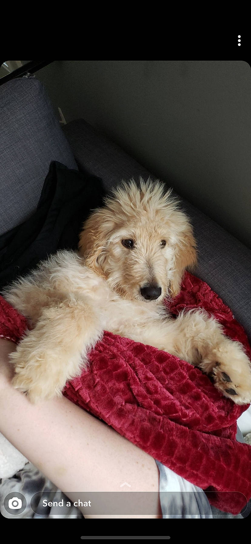 Clark is registered to the contest to win money with this photo: canidae, carnivore, cockapoo, companion_dog, dog, dog_breed, fox_terrier, goldendoodle, labradoodle, maltepoo, mammal, poodle, poodle_crossbreed, puppy, rare_breed_dog, schnoodle, sporting_group, sporting_lucas_terrier, terrier, vertebrate